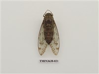 藏品(臺灣騷蟬)的圖片